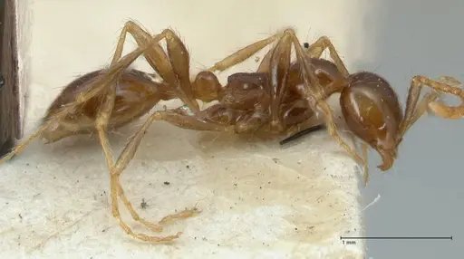 Aenictus fergusoni - FOCOL1148