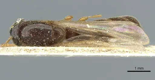 Aenictus foreli specimen