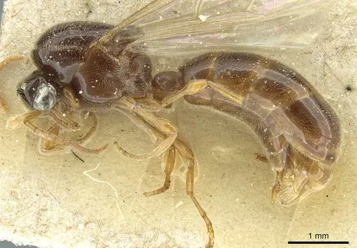 Aenictus foreli specimen