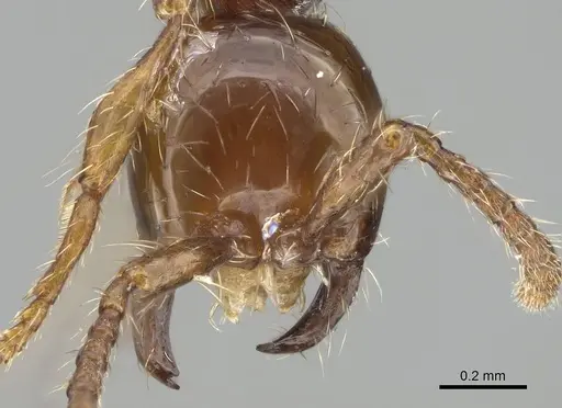 Aenictus formosensis specimen