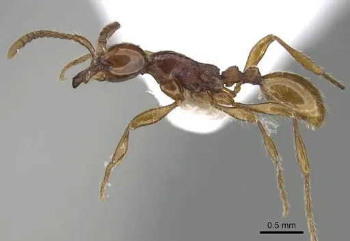 Aenictus formosensis specimen