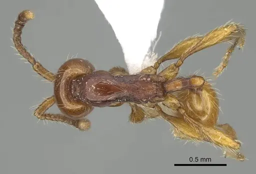 Aenictus fuchuanensis specimen