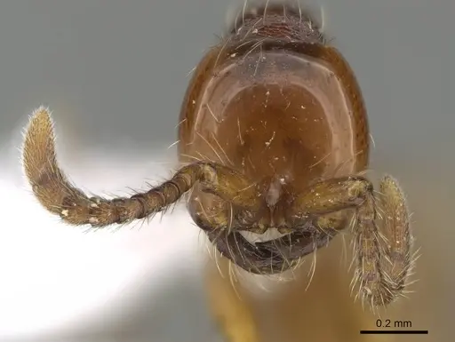 Aenictus fuchuanensis specimen