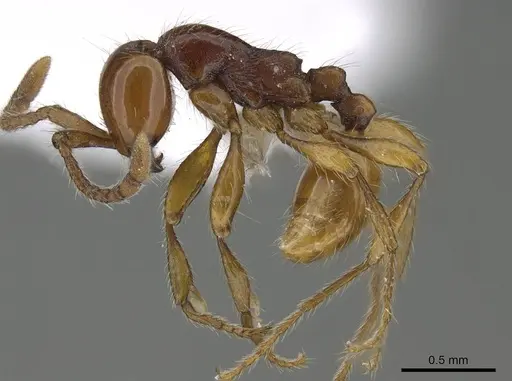 Aenictus fuchuanensis specimen