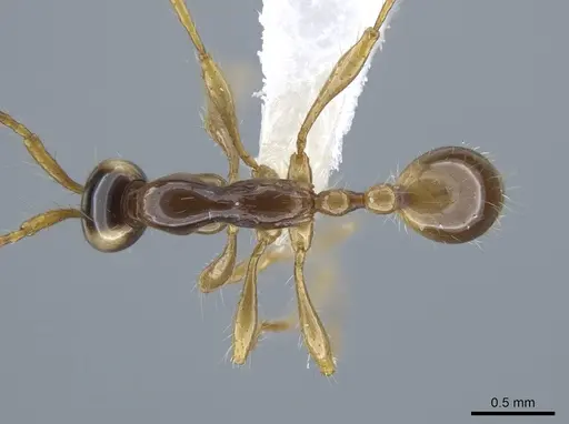 Aenictus fulvus specimen