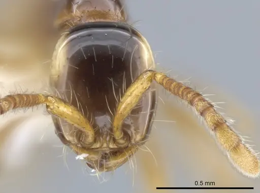 Aenictus fulvus specimen