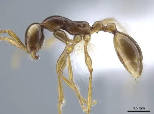 Aenictus fulvus specimen