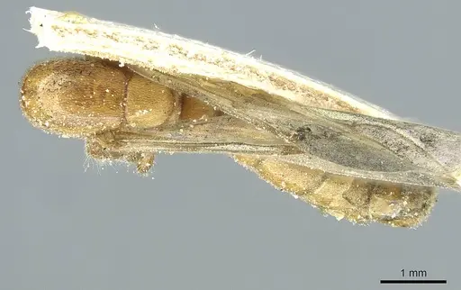 Aenictus furculatus specimen