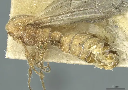 Aenictus furculatus specimen