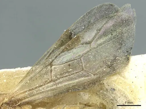 Aenictus furculatus specimen