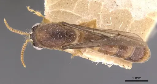 Aenictus fuscipennis specimen