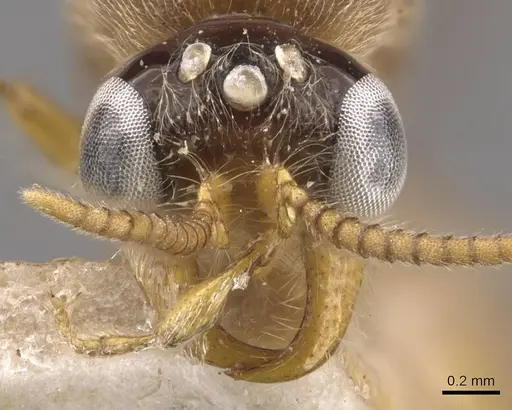 Aenictus fuscipennis specimen