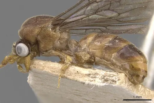 Aenictus fuscipennis specimen