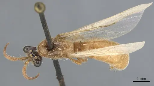 Aenictus fuscovarius specimen