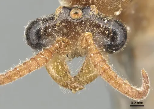 Aenictus fuscovarius specimen