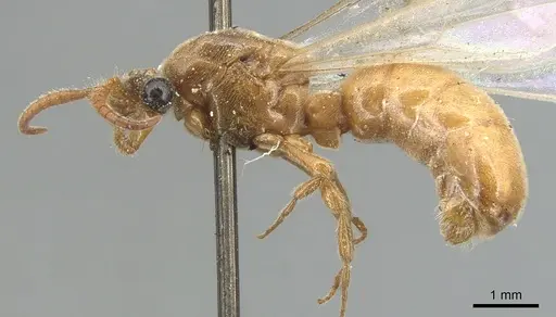 Aenictus fuscovarius specimen