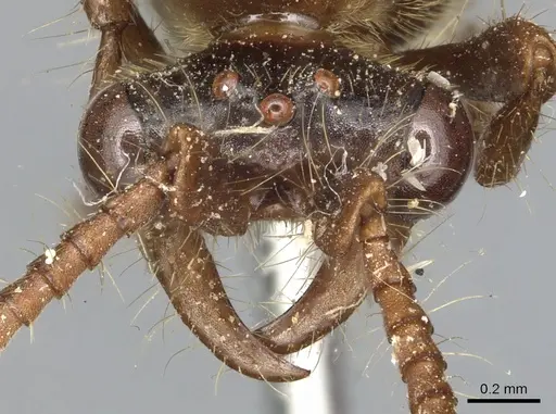 Aenictus gibbosus specimen