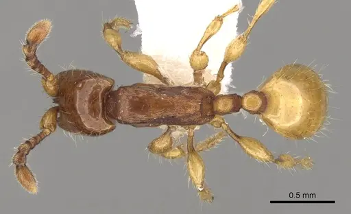 Aenictus glabratus specimen