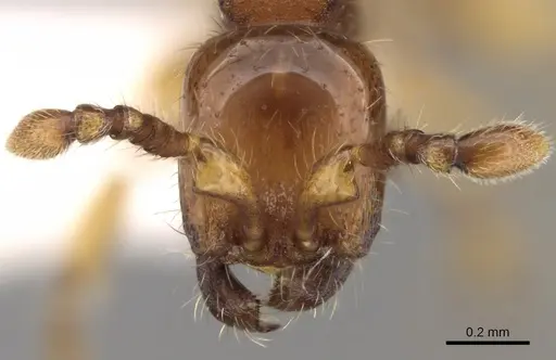 Aenictus glabratus specimen