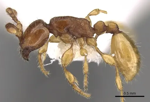 Aenictus glabratus specimen