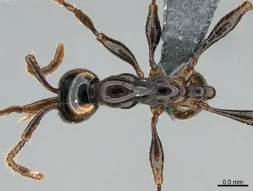 Aenictus glabrinotum specimen