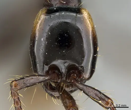 Aenictus glabrinotum specimen