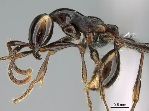 Aenictus glabrinotum specimen