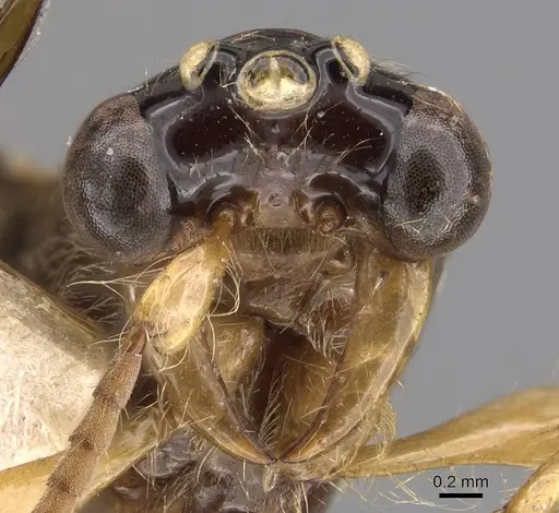 Aenictus gleadowii specimen