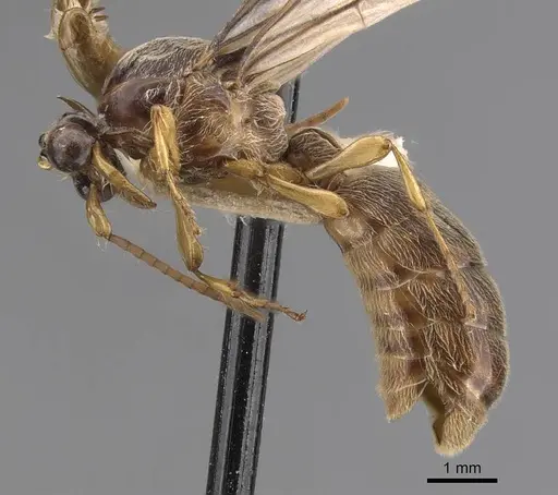 Aenictus gleadowii specimen
