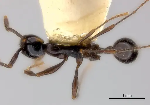 Aenictus gracilis specimen