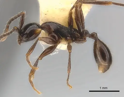 Aenictus gracilis specimen