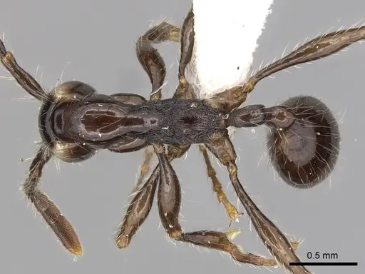 Aenictus gracilis - CASENT0249275