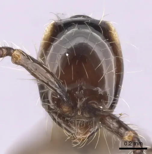 Aenictus gracilis - CASENT0249275