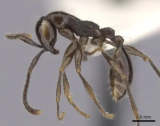 Aenictus gracilis - CASENT0249275