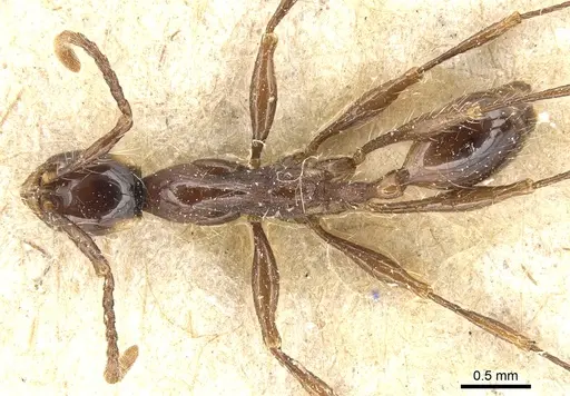 Aenictus gracilis - CASENT0903747