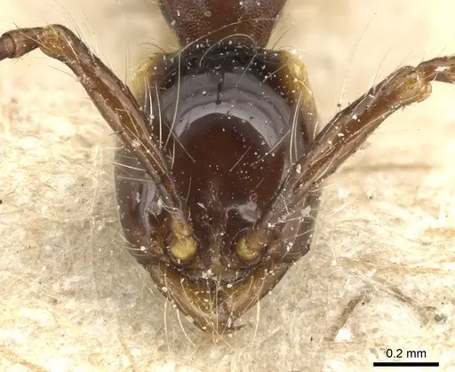 Aenictus gracilis - CASENT0903747