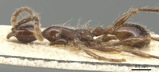 Aenictus gracilis - CASENT0903747