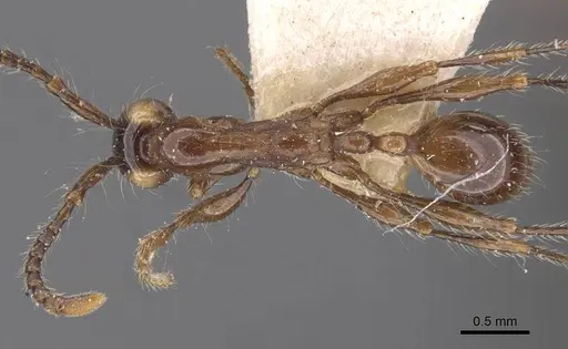 Aenictus gracilis - CASENT0907013