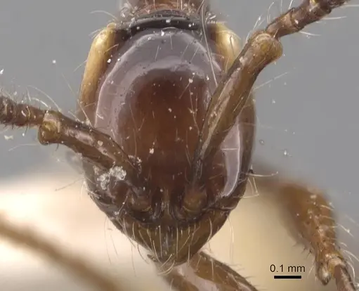 Aenictus gracilis - CASENT0907013