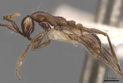 Aenictus gracilis - CASENT0907013