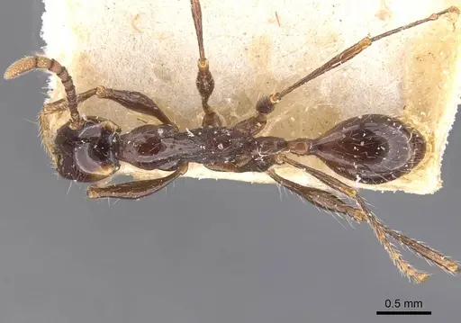 Aenictus gracilis - CASENT0907014