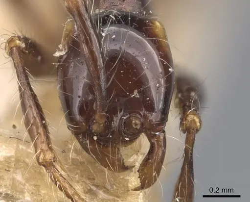 Aenictus gracilis - CASENT0907014