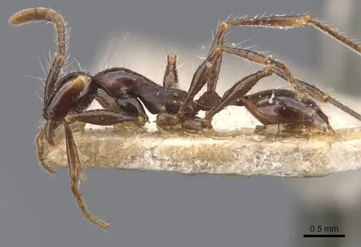 Aenictus gracilis - CASENT0907014