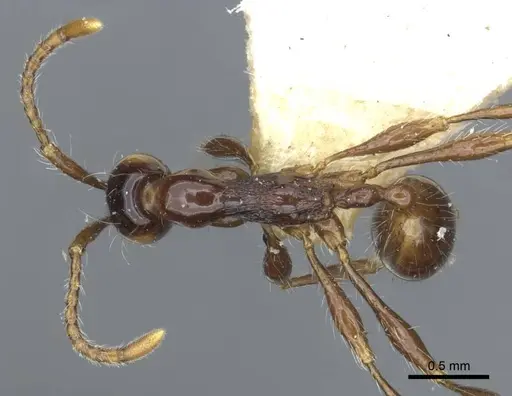 Aenictus gracilis - CASENT0916860