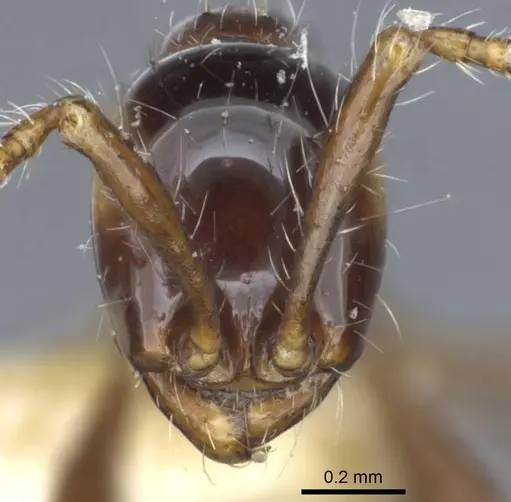 Aenictus gracilis - CASENT0916860