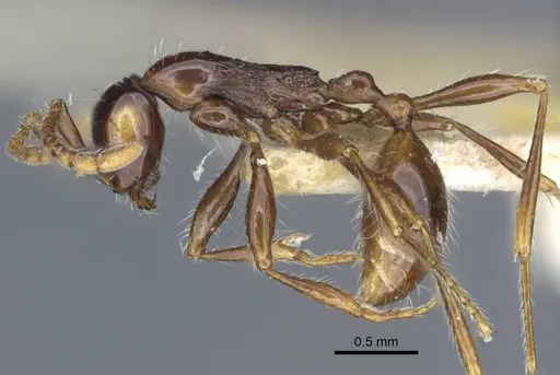 Aenictus gracilis - CASENT0916860