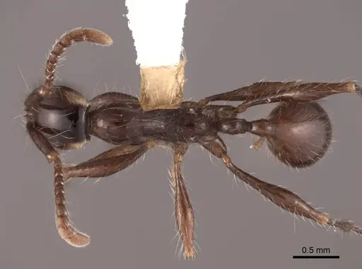 Aenictus gracilis - FMNHINS0000045003