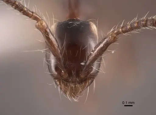 Aenictus gracilis - FMNHINS0000045003