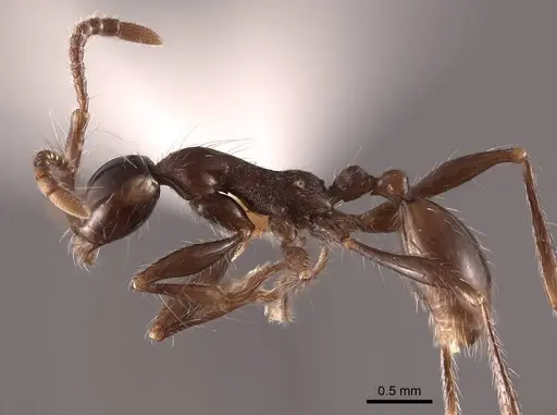 Aenictus gracilis - FMNHINS0000045003