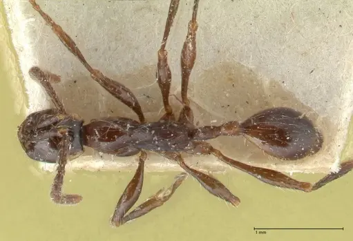 Aenictus gracilis - FOCOL1143